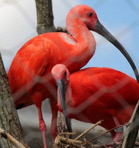 FLAMANTS ROSES BEAUVAL
