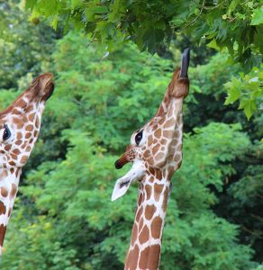 GIRAFES BEAUVAL