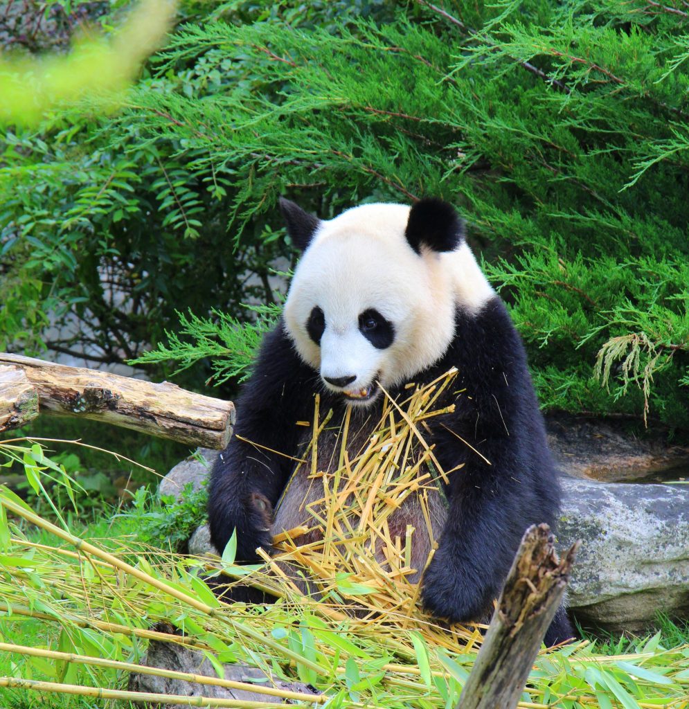 PANDA BEAUVAL