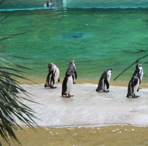 PINGOUINS BEAUVAL
