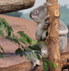 KOALA BEAUVAL